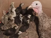Turkeys — عکس 2