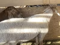 قوچ, Arashan sheep — عکس 2