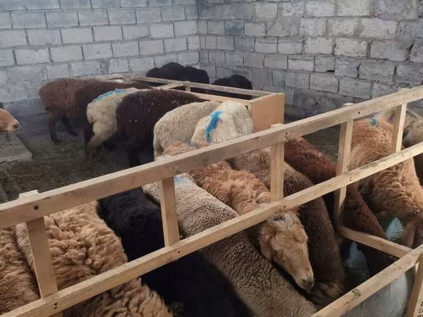 Sheep, Sheep — Kyrgyzstan