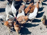 Chickens — 3 зураг