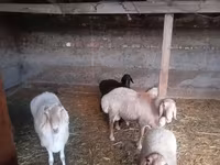 قوچ, Rhon sheep — عکس 6