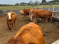 Krowa, Krowa limuzyńska — zdjęcie 3