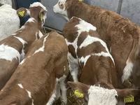 Bovine (lot, sex nespecificat), Bovine — foto 8