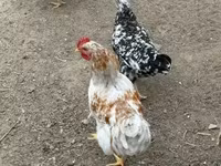 Chickens — foto 3