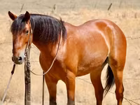 اسب نر, Quarter Horse — عکس 4