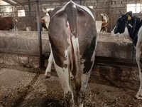 Krava, Simmental cattle — foto 1