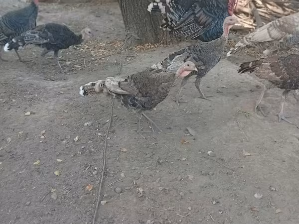 برونز