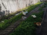 Ducks — фото 1