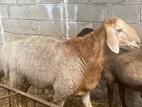 مینڈھا, Arashan sheep — تصویر 3