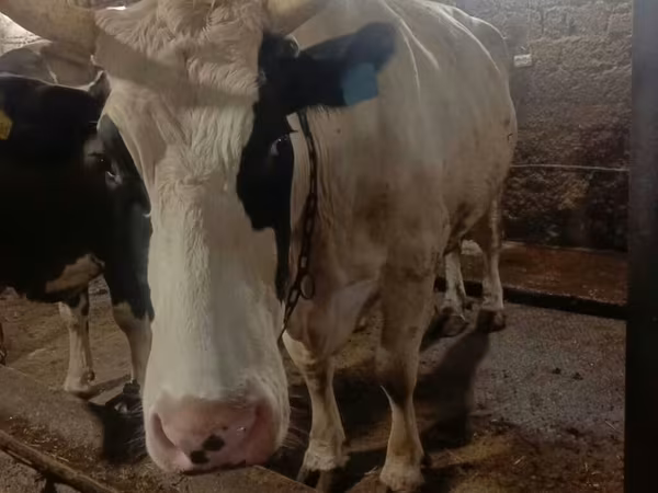 Krava, Simmental cattle