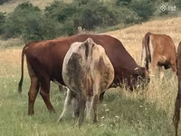 Vacă, Simmental cattle — foto 3