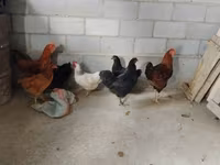 डर्बीशायर रेडकैप — फ़ोटो 1