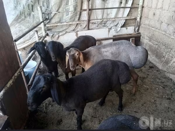 گوسفند (گروه، جنسیت مشخص نشده), گوسفند — ازبکستان