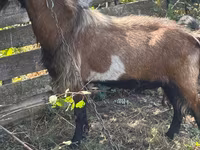 Billy Goat, Goats — photo 2