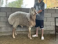 Kambing jantan, Arashan sheep — foto 1