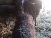 Kambing jantan, Sheep — foto 3
