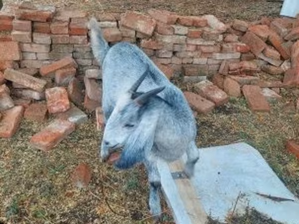 Ged, Nubian Goat