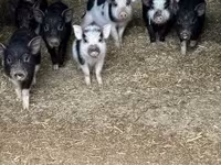 Babi betina, Вьетнамская вислобрюхая — foto 2