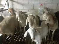แกะตัวผู้, Rhon sheep — รูปภาพ 5