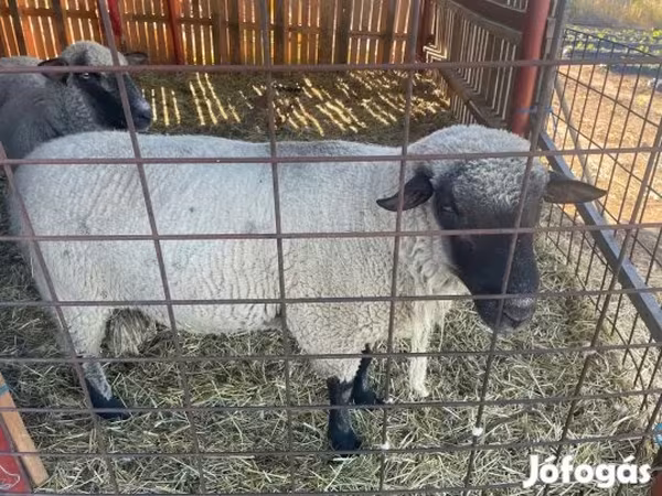 Widder, Shroshire sheep