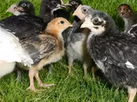 Chickens — zdjęcie 2