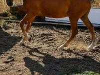 Kůň, Haflinger — foto 3