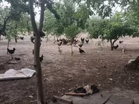 Chickens — عکس 3