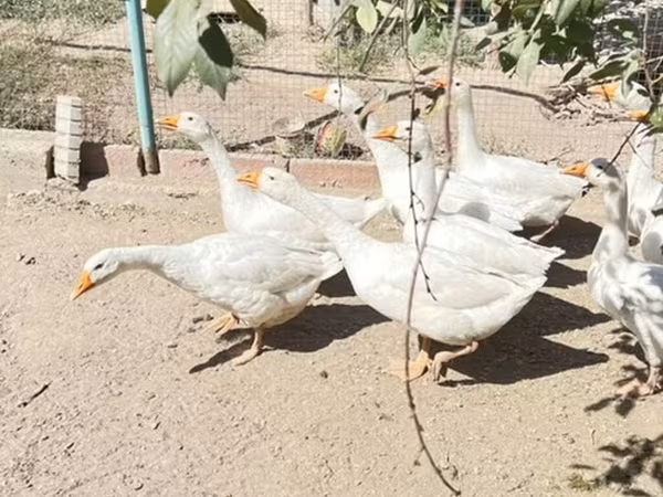 Geese