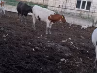 گاو ماده, گاو — عکس 2
