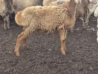 በግ, Sheep — ፎቶ 1