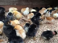 Chickens — foto 2