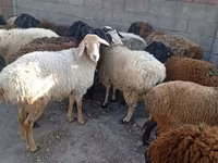 Domba jantan, Sheep — foto 1