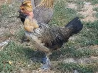 Chickens — عکس 3