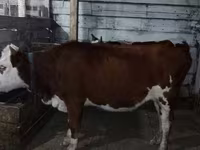 بقرة, Simmental cattle — الصورة 2