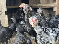 Turkeys — photo 3