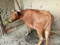 گاو ماده, گاو — عکس 1