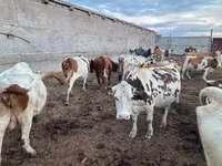 Krowa, Simmental cattle — zdjęcie 2