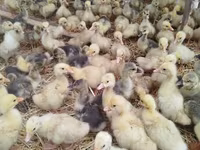 Geese — عکس 2