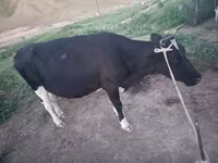 Krava, Latvian Blue cattle — foto 2