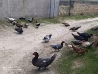 Ducks — foto 4
