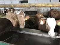 گاو نر, Simmental cattle — عکس 3