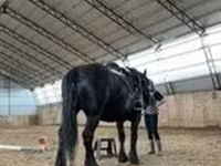 Էգ ձի, Percheron — լուսանկար 2