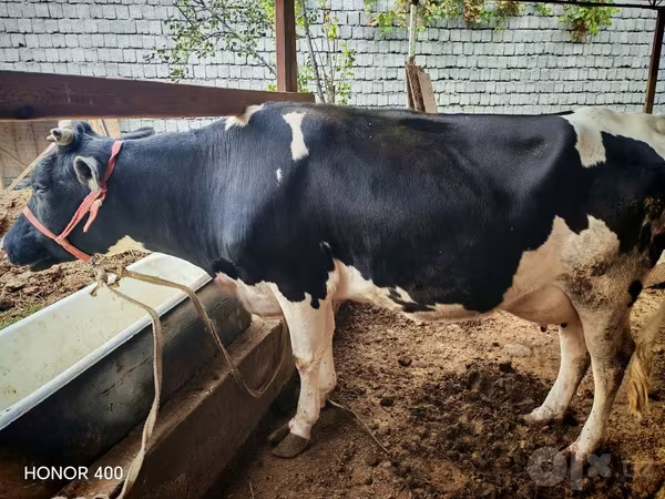 Krowa, Russian Black pied cattle
