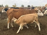 วัวตัวเมีย, Simmental cattle — รูปภาพ 3