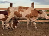 Krava, Swiss cattle — foto 6