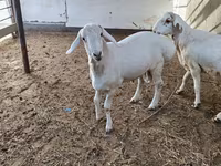 숫양, 양 — 사진 5