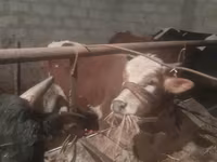 காளை, மாடுகள் — புகைப்படம் 4