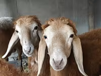 숫양, Arashan sheep — 사진 5