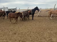 ม้าตัวเมีย, Horse breed — รูปภาพ 4