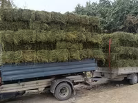 Купю с Поля Клевер Кастра Много Самовывоз оптом. Беде сатып алам — foto 1